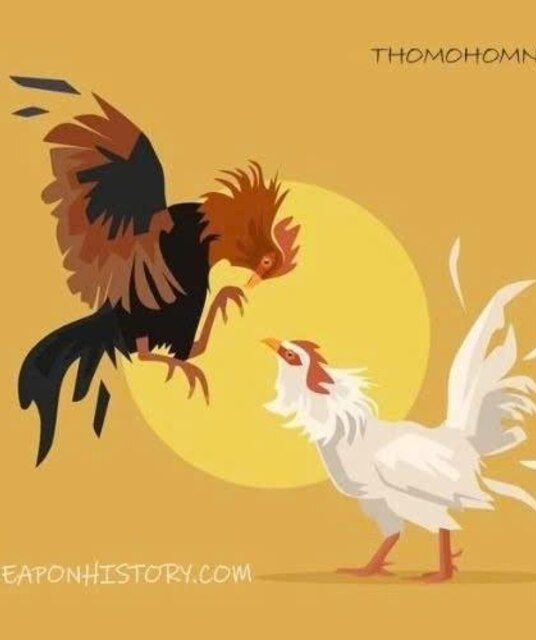 avatar ĐÁ GÀ TRỰC TIẾP 