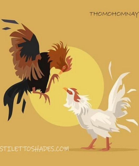 avatar thomohomnay TRỰC TIẾP ĐÁ GÀ 