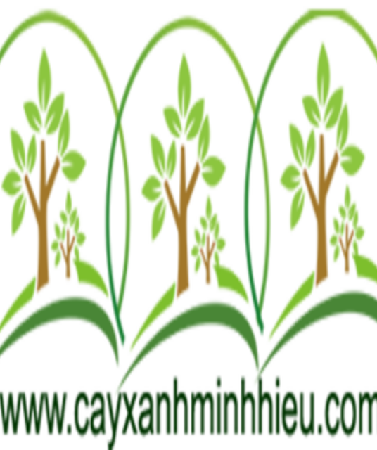 avatar Cây Bàng Đài Loan